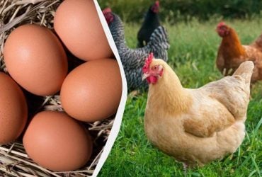 Так кормят кур-несушек в деревнях - яйца собирают крупные с ярким желтком: пример рациона