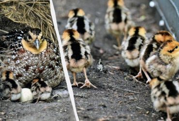 В Киевском зоопарке семья королевских фазанов пополнилась птенцами (фото)