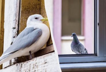 Чому птах б'ється у вікно за прикметами: коли це добрий знак