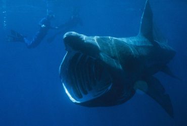 Размером с двухэтажный автобус и весом в 7 тонн: что известно об океанском гиганте