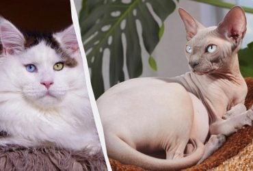 От мейн-куна до сфинкса: эксперты назвали 8 самых популярных пород кошек в 2025 году