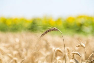 У середині літа Україну розігріє до +37°: де буде найспекотніше (карта)