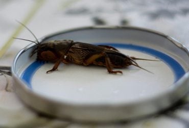 Чого боїться вовчок: простий спосіб врятувати город