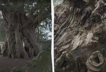 Это дерево - одно из самых ядовитых в мире: 50 граммов его листьев могут убить человека