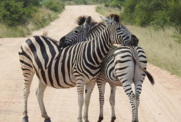 Якого кольору зебра насправді: чорно-біла чи біло-чорна