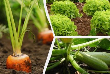 В июле еще не поздно: фермеры назвали 8 овощей, которые можно сеять в середине лета