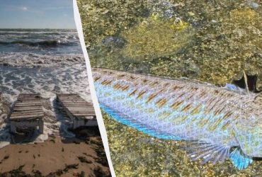 У морі біля Одеси помітили отруйного морського дракона: еколог розповів про небезпеку (фото)