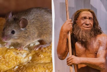 Учені ввели мишам 40-тисячолітню ДНК людини: те, що вийшло, вразило всіх