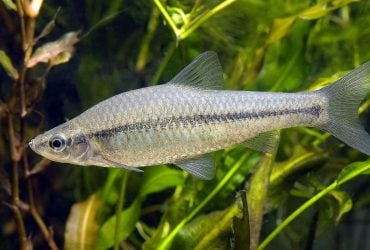 Маленька, але небезпечна рибка  з Далекого Сходу захопила водойми України, - іхтіологиня