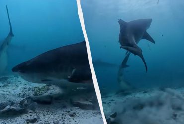 Дикі скати навчилися давати відсіч акулам за допомогою електрошоку (відео)