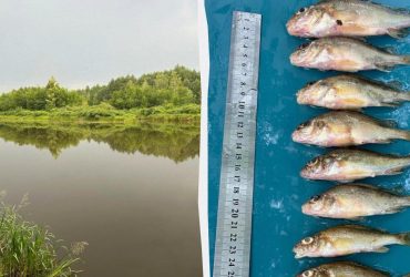 У Чорнобильській зоні вчені зробили несподіване відкриття щодо тамтешньої риби