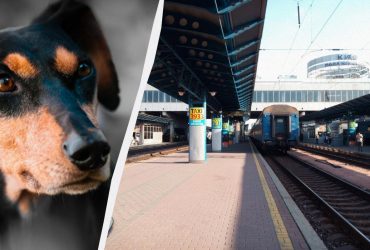 Собаки в столичному метро: запущено обговорення про їх перевезення в окремих вагонах
