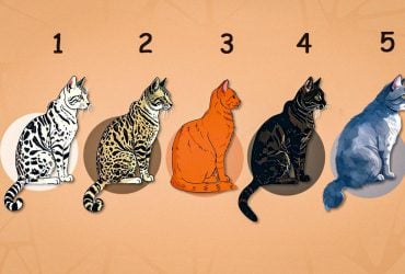 Кошачий тест на жизненные ценности: какого кота выбирают семейные люди