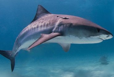 Ленивый охотник: что известно о рыбе, которую считают одной из самых опасных для человека