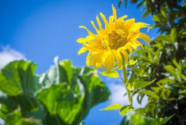 Конец недели в Украине будет жарким, в нескольких областях дожди (карта)