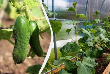 1 склянка під кущ - і огірки почнуть плодоносити в 5 разів активніше: полити треба в липні