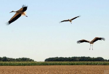 Орнитолог объяснил, почему не надо спасать травмированных птенцов аиста