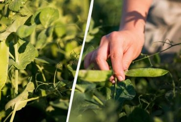 Ще не пізно: як посадити горох у липні й не прогадати