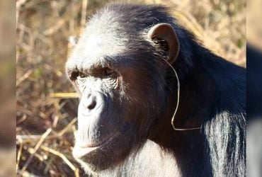 Модный тренд: ученые выяснили, зачем шимпанзе вставляют траву в свои уши