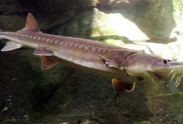 В Україні червонокнижні риби опинилися під загрозою: іхтіологиня попередила про катастрофу