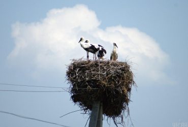 Как птенцы аистов прощаются с родителями: орнитолог объяснил, почему это всегда драма