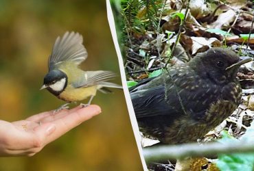 Що робити з пораненими птахами і чи можна чіпати пташенят у гнізді: пояснення орнітологів