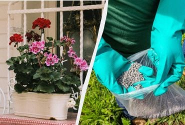 Герань обожнює це добриво: експерти рекомендують вносити його кожні 2 тижні