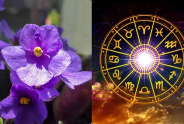 Февраль - фиалка, июнь - роза: узнайте свой цветок души по месяцу рождения