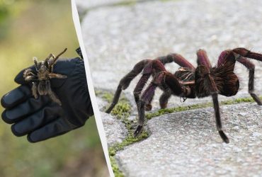 В Германии обнаружили более 1000 тарантулов, которые были упакованы в коробки для тортов