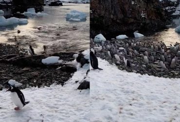 Ушли за едой, но внезапно вернулись: украинские полярники показали забавные кадры пингвинов