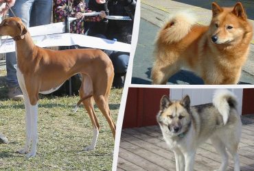 Які собаки є рідкісними та мають незвичайний вигляд: експерти назвали топ-16 порід