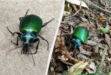 Возле ЧАЭС заметили редкое краснокнижное насекомое (фото)