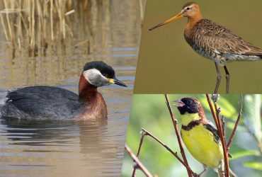 В Украине исчезает все больше редких птиц: орнитолог объяснил, как к этому причастны люди