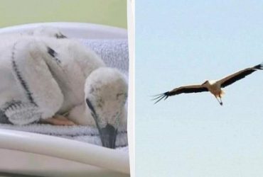 Лелеченя Катруся, яке покинули батьки, зміцніло і полетіло зі зграєю (відео)