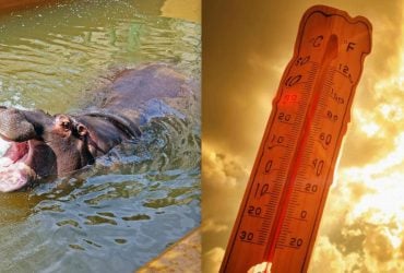 В Киевском зоопарке показали, как животные справляются с жарой (фото)