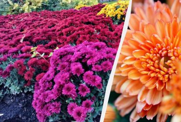 Як виростити розкішні хризантеми: головні правила догляду