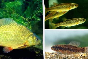 В Україні зникають кілька видів червонокнижних риб: фахівці б'ють на сполох