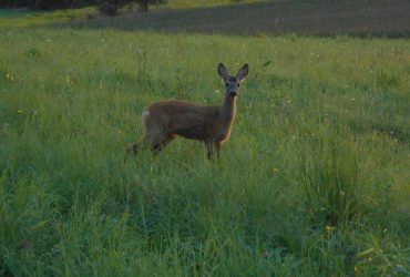 Українські військові врятували косулю, яка застрягла у захисних спорудах (відео)