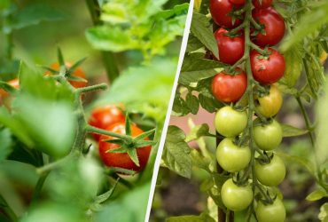 Как пасынковать помидоры после 20 июля: плоды начнут наливаться на глазах