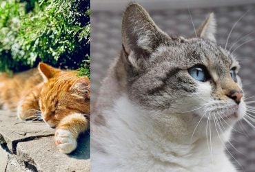 Чому кішки полюбляють бетонні плити: пояснення може вас здивувати