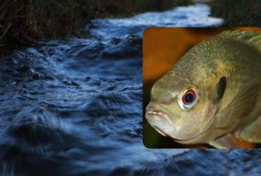 Українські водойми захоплюють риби-чужинці: іхтіологиня розповіла, які види з'явилися