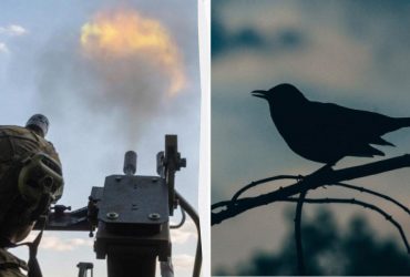 Война изгоняет птиц из степей и лесов Украины: орнитолог предупредил об угрозе