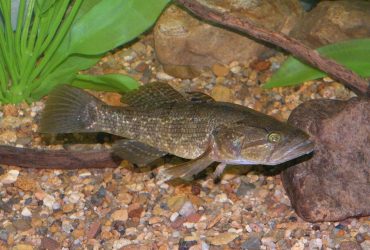 Превратит озеро в пустыню: ученая рассказала о хищнике, который захватывает водоемы Украины