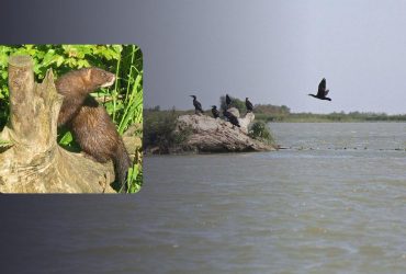 Україна разом з річками втрачає й рідкісних тварин: біолог пояснив, чому так відбувається