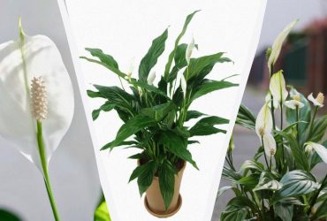 Спатифілум не згниє за зиму, якщо восени зробити одну просту дію