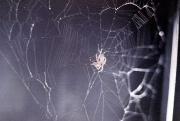 Понад 50 років тому NASA відправило двох павуків у космос: ось що вони навчились (фото)