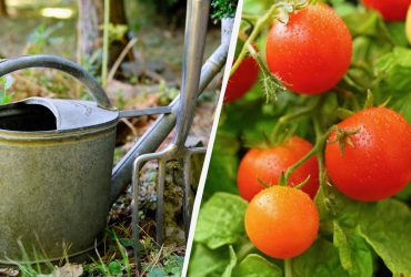 Литр этой подкормки в конце июля - томаты попрут как бешеные: нужно лить под куст