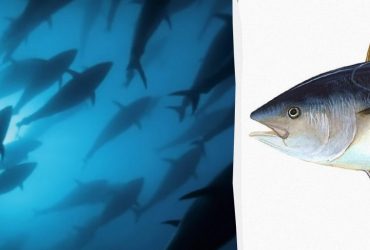 Рыба размером - как два медведя гризли: что известно об одном из самых быстрых хищников океана