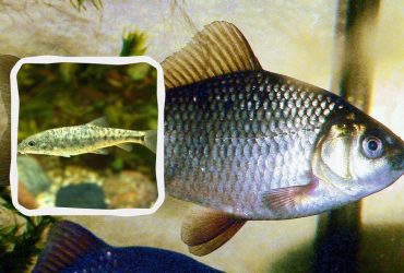 В Україні зникають карась та червонокнижна марена: іхтіолог заявила про появу нових видів