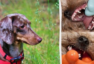 Зовнішність оманлива: ветеринари назвали 5 порід собак, які мають акулячі зуби